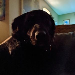 Meet your Posher, Brian